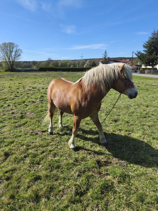 Ogier haflinger na sprzedaż z licencją