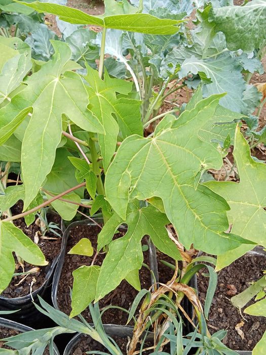 Papaiaa plantas exterior