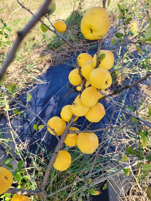 Sok wyciskany z owoców pigwowca NFC