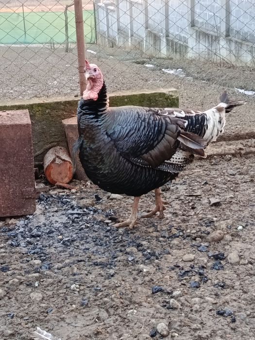 Продам Індика 13 кг