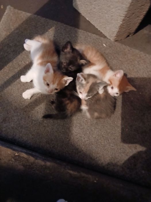 Gatinhos para doar