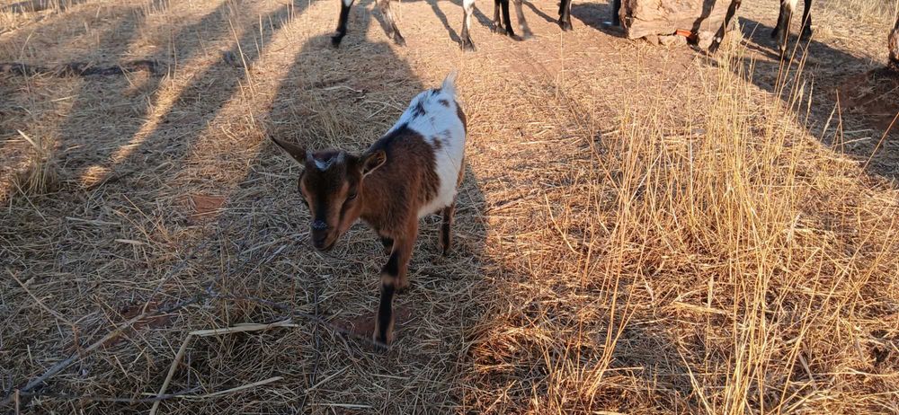Pequeno rebanho cabras anãs
