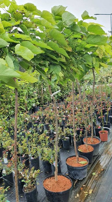 Grab, Klon, Wiśnia  DRZEWA ALEJOWE Szkółka WEBER Kicin