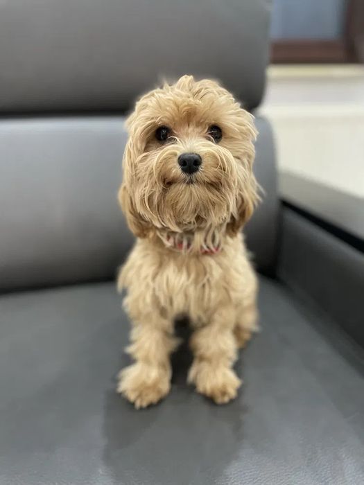 ТОР‼️Super mini Мальтипу ф2. Мальтийская болонка Той пудель