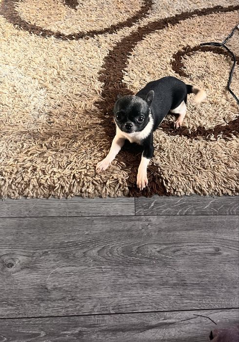 Продам  мальчика Чишки