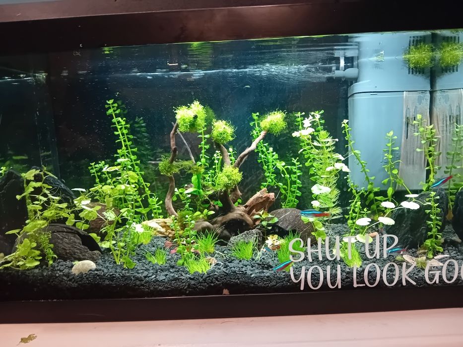 Wymienię akwarium 60L na 90-100L