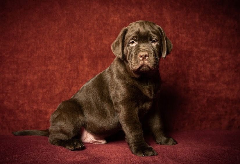 Шоколапки найнай кращі