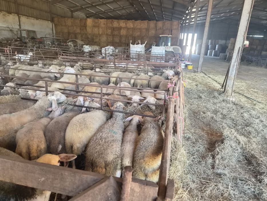 Borregas lacaune e cruzadas de assaf
