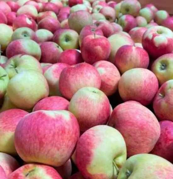 Promocja Tanie jabłka 10kg na sok Ligol Eliza Idared własnego sadu