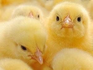 Подрощенный бройлер