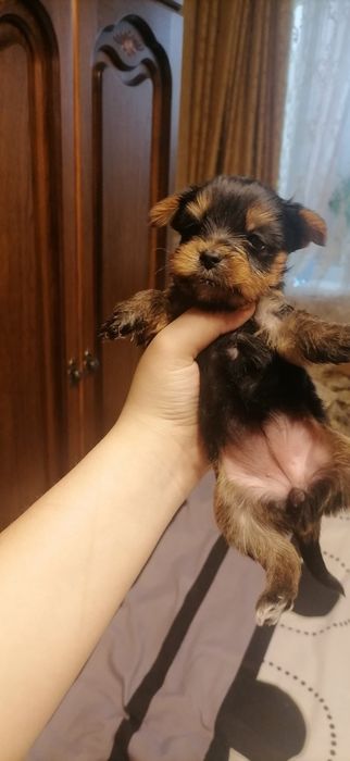 Цуценята йоркширського тер'єра 05.12.25р.