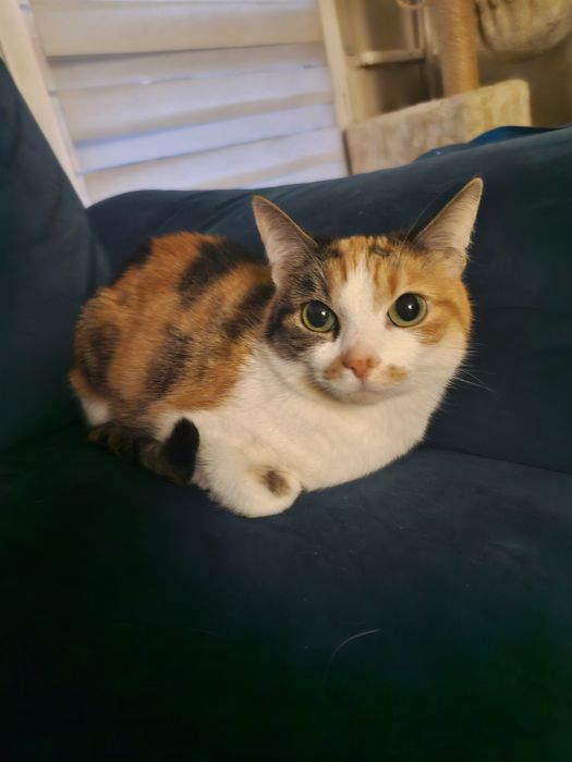 Kotka tricolor szuka nowego domu