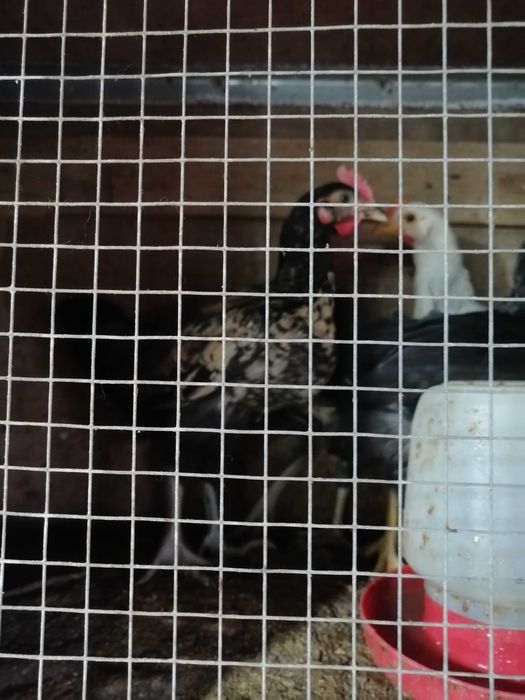 venda de animais caseiros
