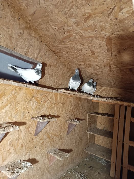 Budapeszty Konczate Gołąb Gołębie Ostatnia Samica