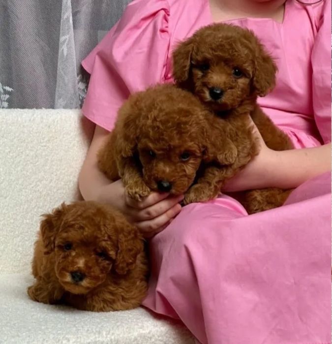 Той пудель супер малюки