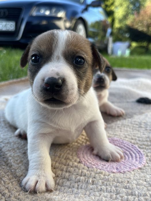 Szczeniak Jack Russel Terrier