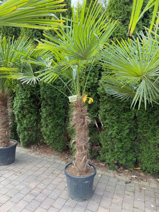 Trachycarpus fortunei palma mrozoodporna duża do ogrodu taras egzotyczna