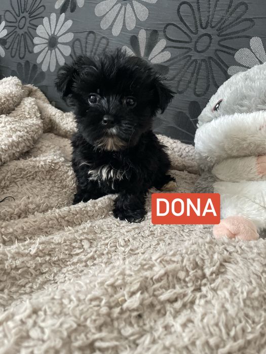 York yorkshire terrier czarna black sunia
