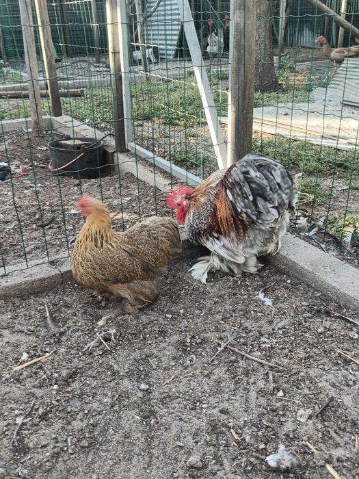 Casal de Pekin Adulto