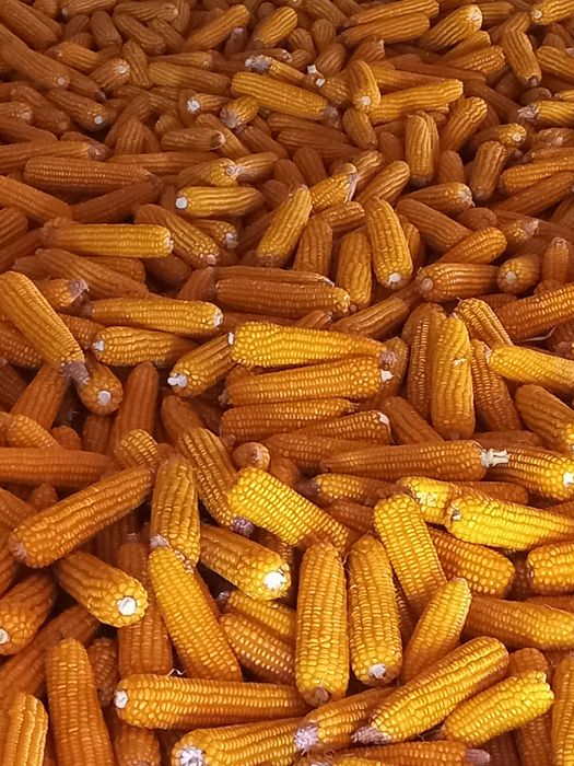 Milho miudo e graudo