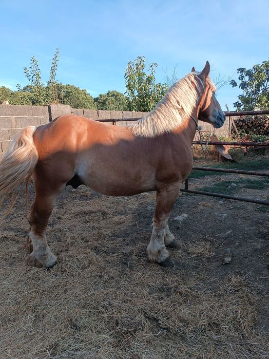 Cavalo Breton puro