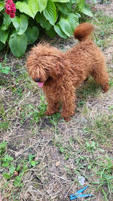 Той пудель вязка.