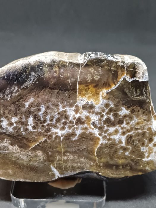 Skamieniale drzewo z Gor Kaczawskich.