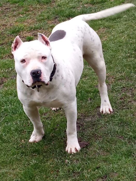 Amstaff american staffordishe terier suczka