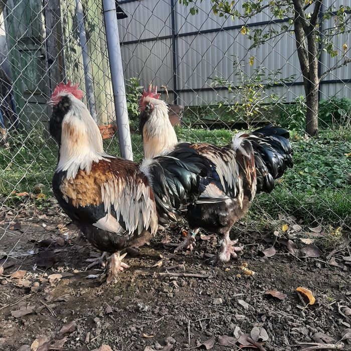 Фавероль лосось.