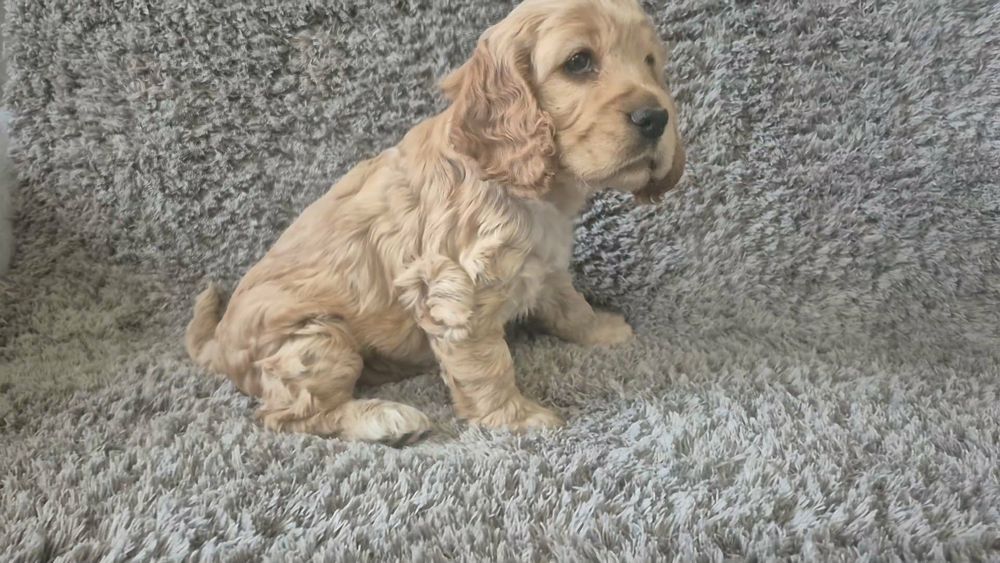 Cocker spaniel angielski chłopiec i dwie dziewczynki