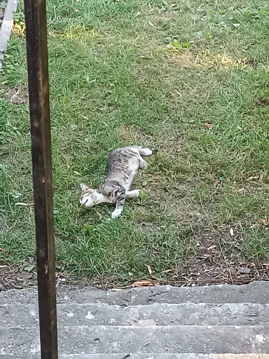 Trzy kotki szukają kochającego domu