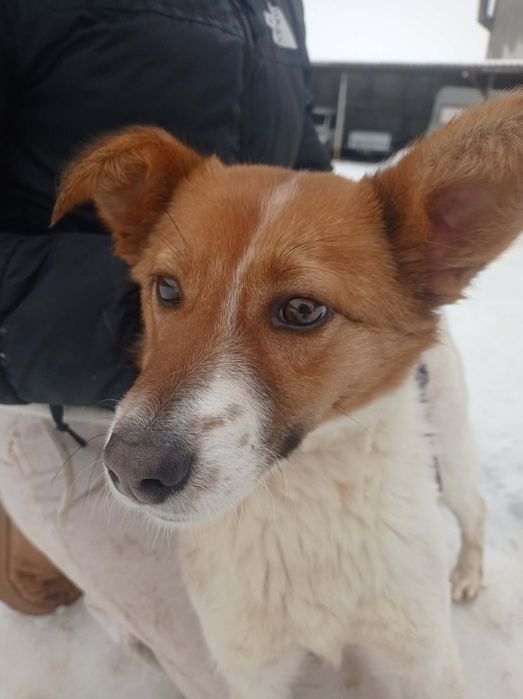 Dakota sunia do adopcji