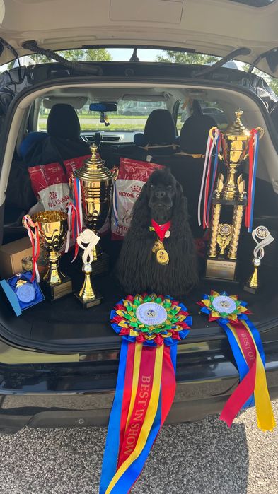 Американський кокер спаніель!вʼязка