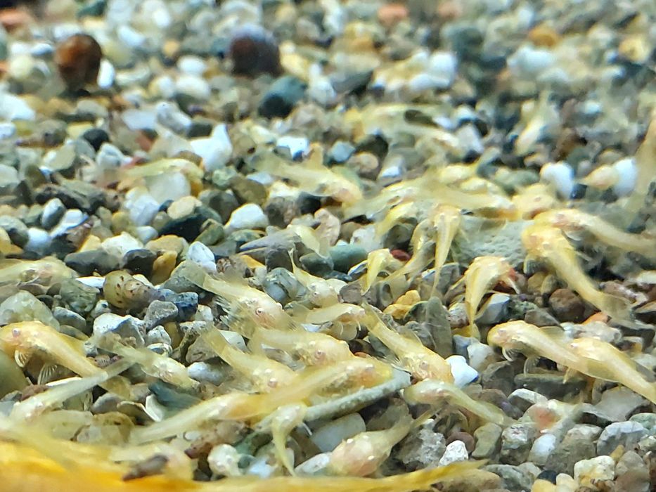 Ancistrus sp. Gold Albinos Juvenis (3-4cm)