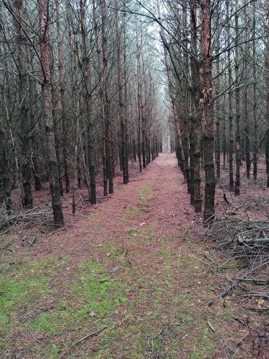 Sprzedam ziemię rolną i las 3,05 ha. Targonie.