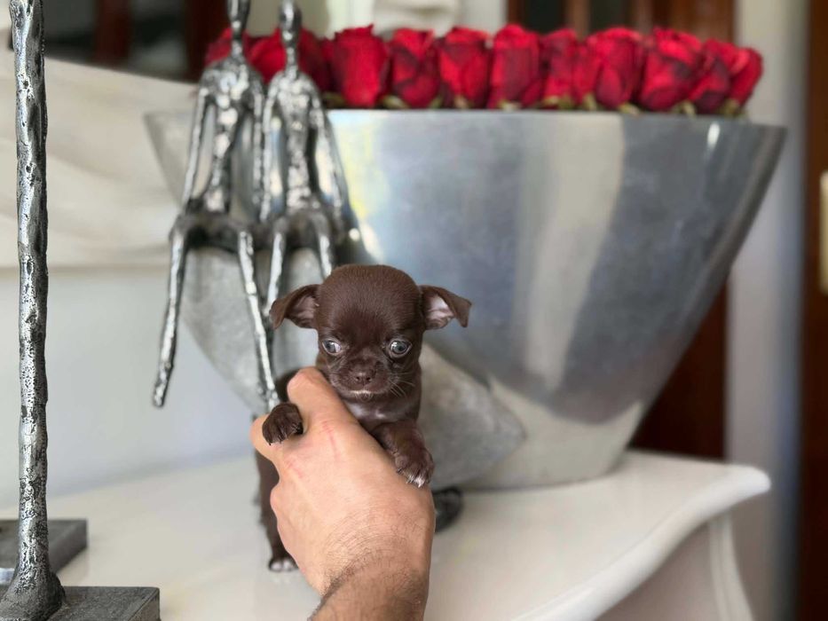 Chihuahua  HIperminiatura FEMEA CHOCOLATE  COM LOP E AFIXO