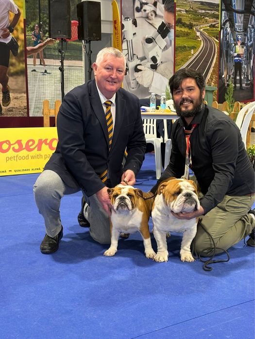 Bulldog Ingles c/Lop