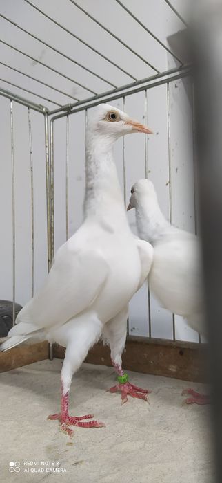 Srebrniak Srebrniaki Perłowy Para