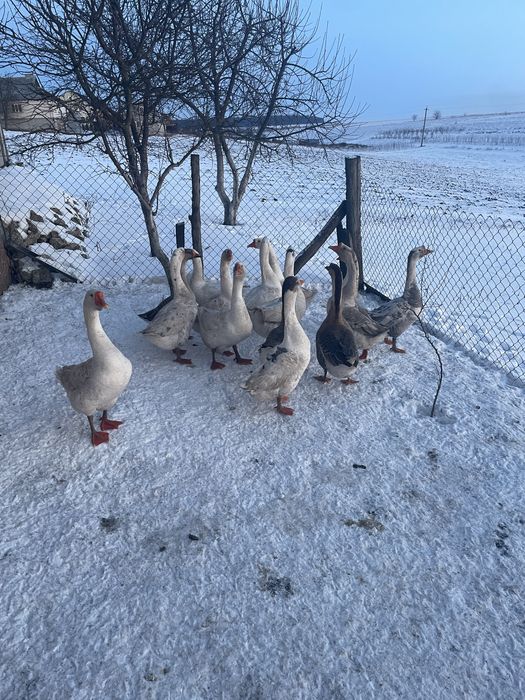Продам домашніх гусей