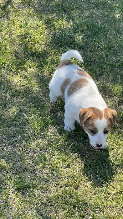 Cachorro Jack Russell c/pedigree (LOP) descendente de vários campeões