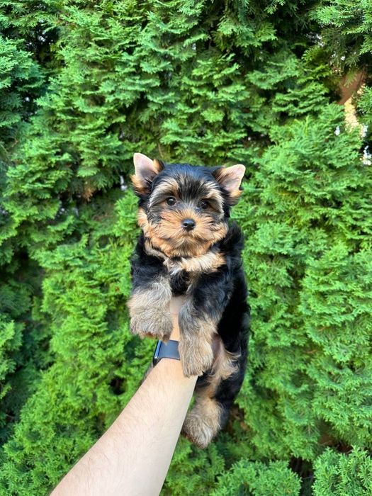 Йорк хлопчик стандарт — 2,5 місяці