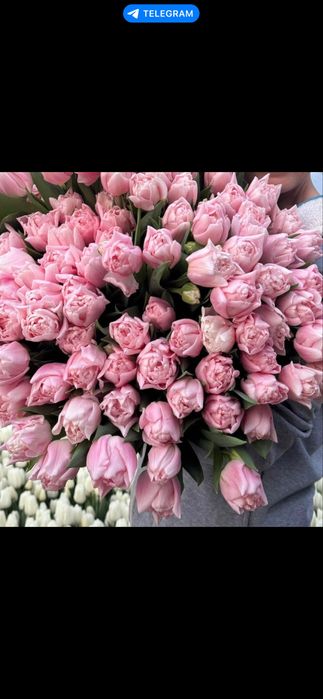 Луковиця після вигонки тюльпанів