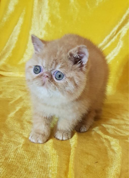 Экзот, экзотический котенок