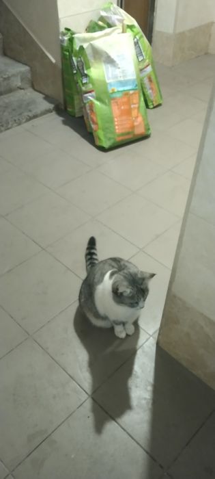 Киця шукає дім і родину