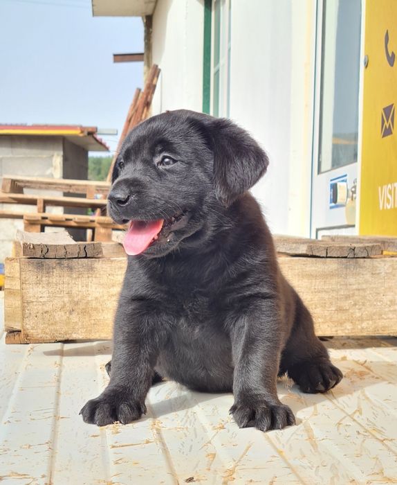 Labrador retriever  preto