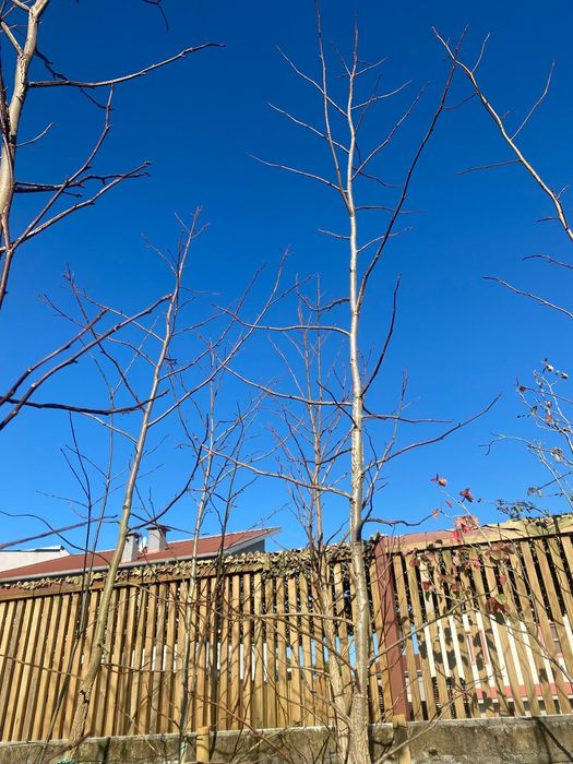 Liquidambar 3/4m