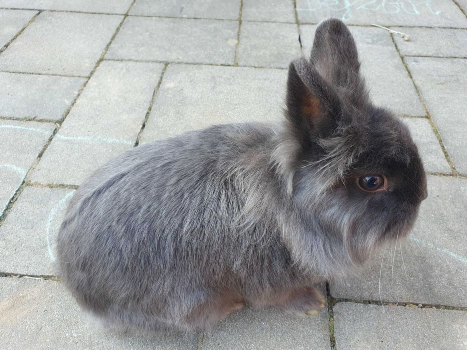 Krolik lew samiec miniaturka