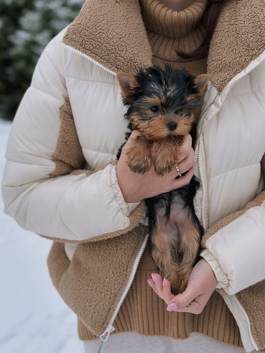 Міні йорк дівчинка