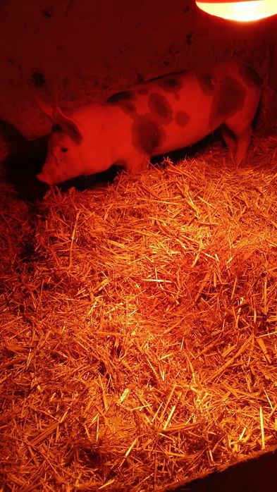 Продам свинку 3000грн