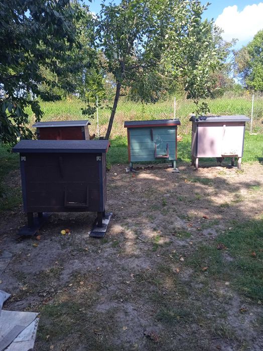 Sprzedam ule warszawskie zwykłe z pszczołami